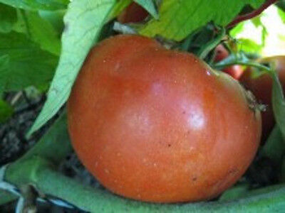 Bonny's Best Tomato *Heirloom* (50 Seed's) 