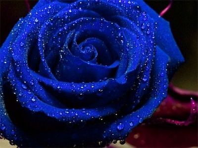 Rare Blue Rose Flower Seeds Garden Plant, ...