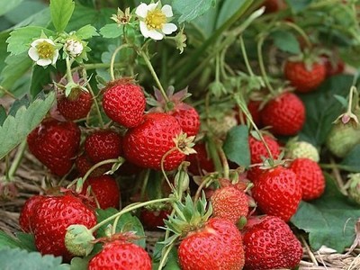 (10) Strawberry Plants, Ever-bearing, Ozark Beauty, Can ...