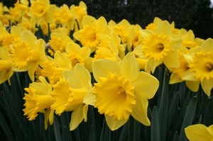 Details about 10 Daffodil Narcissus 39;King Alfred39; BULBS