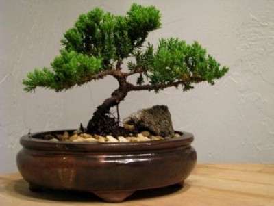 live Bonsai Tree - Juniper Tree Bonsai ...