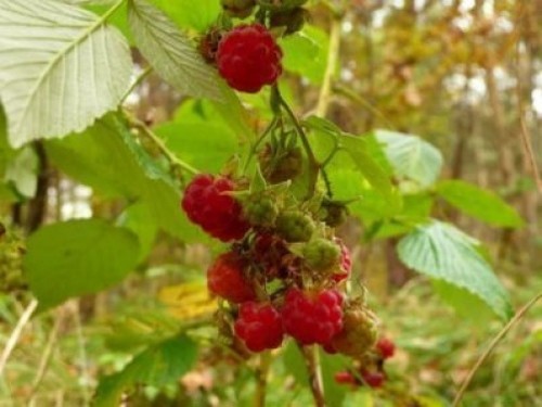 100-RED-RASPBERRY-Rubus-Idaeus-Bush-Fruit-Seeds-CombSH