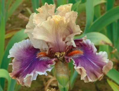 1 Smoke And Thunder Tall Bearded Iris ...