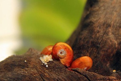 8+  Red Ramshorn Snails !  ...