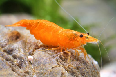 6 LIVE ORANGE SHRIMP SAKURA + FREE ...