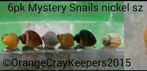 6 Mystery snails~ freshwater one of each ...