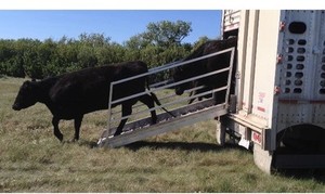 Trailers For Sale Calgary >> Loading Chute | Kijiji: Free Classifieds in Alberta. Find ... Trailers For Sale Calgary >> Loading Chute | Kijiji: Free Classifieds in Alberta. Find ...