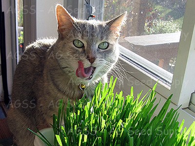 1/2-lb Around 8000 Premium Oat Cat Grass ...