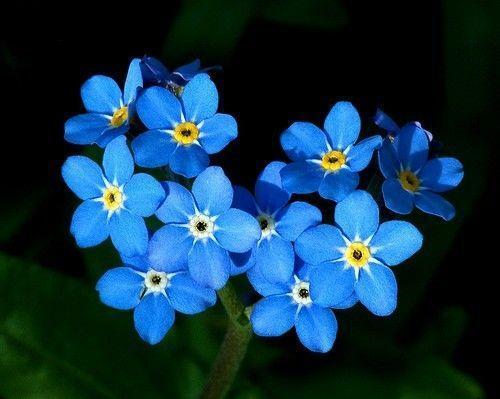 Image result for forget me nots ]
