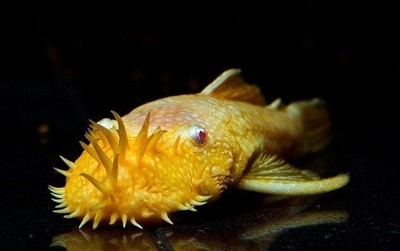 two Albino Bristlenose Plecostomus 1.25 inch + ...