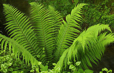 5 LADY FERN ferns (Athyrium filix-femina) PREMIUM ...