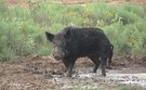 Pig hunting properties western australia