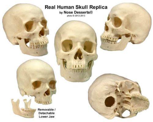 Anatomy Skull | eBay