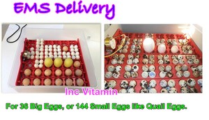 144-Quail-Egg-36-Chicken-Duck-Bird-Eggs-Fully-Automatic-Hatch 