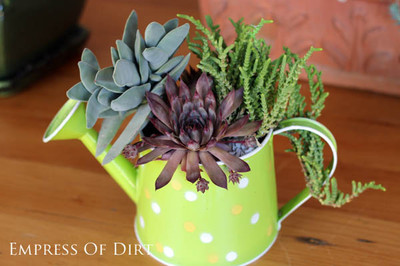 Succulent Garden Ideas | eBay