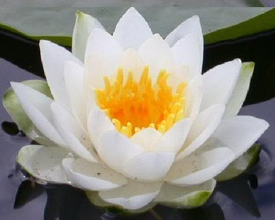 10 WHITE LOTUS Nymphaea Ampla Asian Water ...