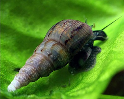 12+ Malaysian Trumpet Snails Live Freshwater Aquarium ...