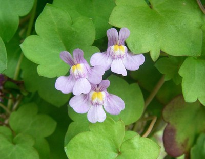 100 KENILWORTH IVY Ivy-Leaved Toadflax Vine Flower ...