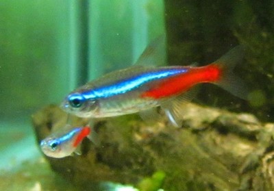 Neon Tetra Live Freshwater Aquarium Fish BUY ...