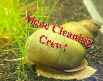 18+ Live Trapdoor Snail Freshwater (Koi Pond, ...