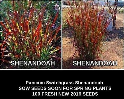 Shenandoah  SwitchgrassGRASS 100 Fresh New Seeds ...