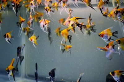 Tropical Fish, 6 Koi Angelfish, Excellent Coverage! ...