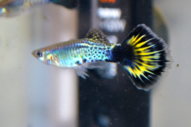 Live Tropical Fish, Blue/Green Snakeskin Guppy's