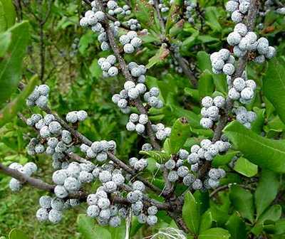 Northern Bayberry Shrub, Myrica pensylvanica, Seeds, Hardy, ...