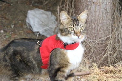 Mynwood Cat Walking Jacket Harness Vest Holster ...