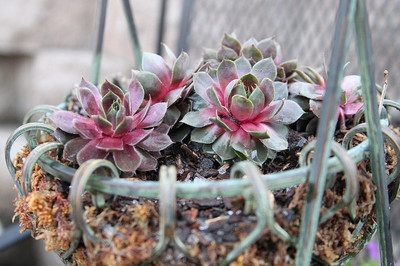 Hens and Chicks (Sempervivum)