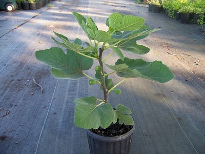 Ficus Brown Turkey Fig Tree Fruit Bearing ...