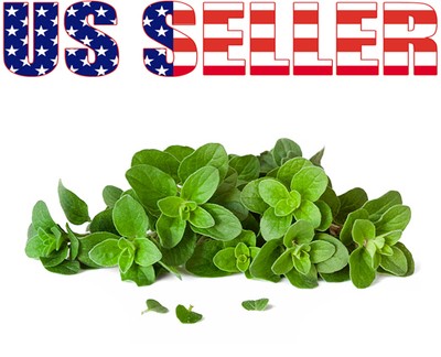 250+ ORGANIC Italian Oregano Seeds Herb Heirloom ...