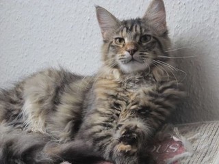 Maine coon kittens for sale