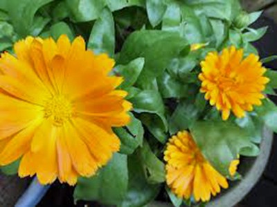 CALENDULA 100+ SEEDS ORGANIC NEWLY HARVESTED