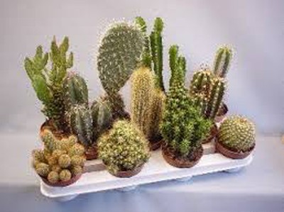 Melocactus variety MIX cacti rare cactus seed ...