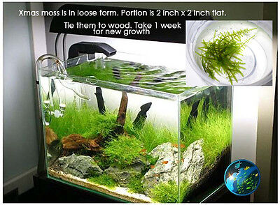 Xmas moss-Aquarium Fish Tank 55 75 90 ...
