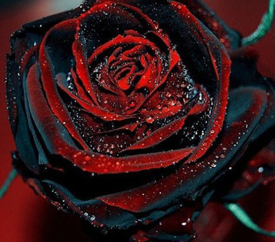 Rare True Blood Black Rose Flower Seeds ...