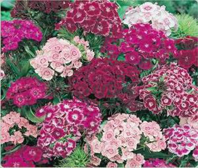 SWEET WILLIAM Dianthus Barbatus - 500 Flower ...