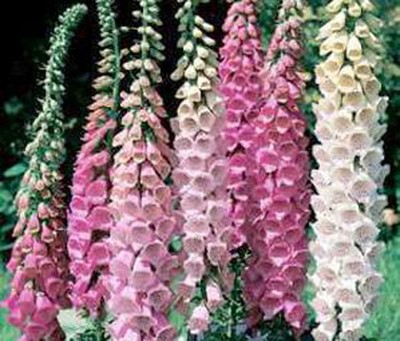 FOXGLOVE EXCELSIOR MIX Digitalis Purpurea - 5,000 ...