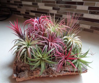 10 Pack Assorted Tillandsia Ionantha FREE SHIPPING