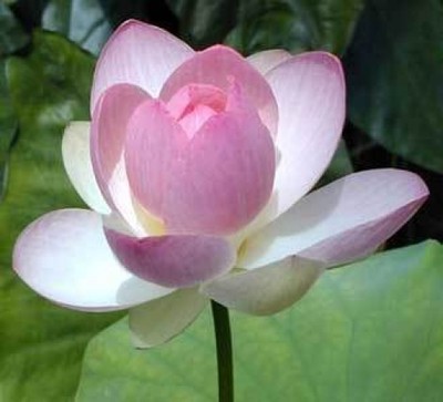 Nelumbo nucifera Sacred Pink Lotus 8 seeds