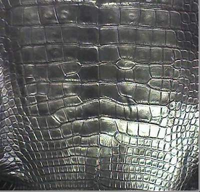 alligator vs crocodile leather