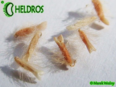 CEPHALOTUS FOLLICULARIS rare CARNIVOROUS SEEDS from grower, ...