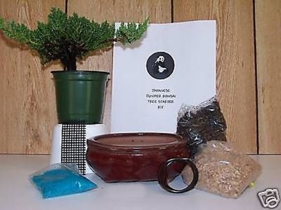 Japanese Juniper Bonsai Tree starter kit with ...