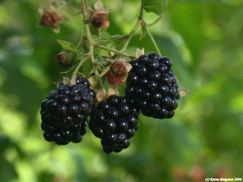 100-BLACKBERRY-BUSH-Fruit-Berry-Rubus-Seeds-Comb-S-H