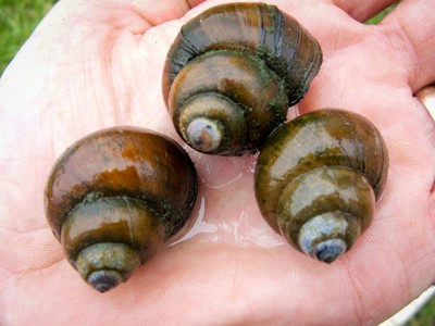 30+ Live Trapdoor Snail Freshwater (Kio Pond, ...