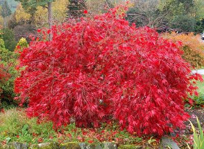 Red Lace Leaf Japanese Maple, Acer palmatum ...