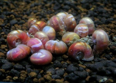 20+ Adult Ramshorn Snails Assorted Color Live ...