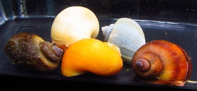 5 Colorful Mystery Snail Live Freshwater Aquarium ...