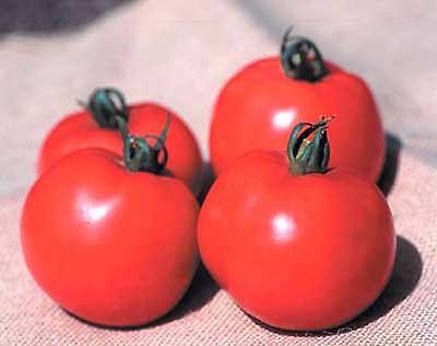Better Boy Vfn Tomato Seeds (Best Boy Tomato Seeds)